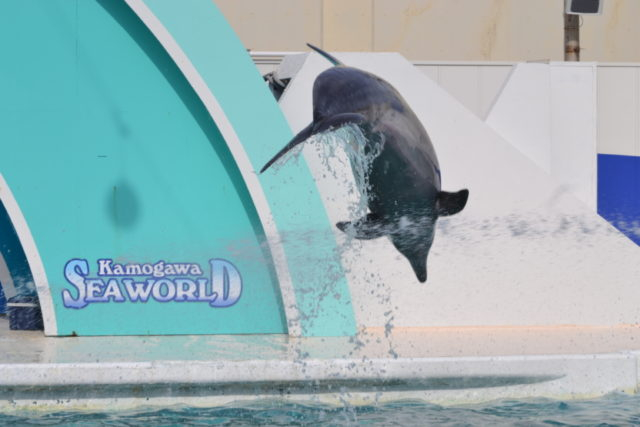 サーフスタジアム(Bゾーン)