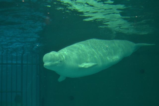 マリンシアター(Aゾーン)