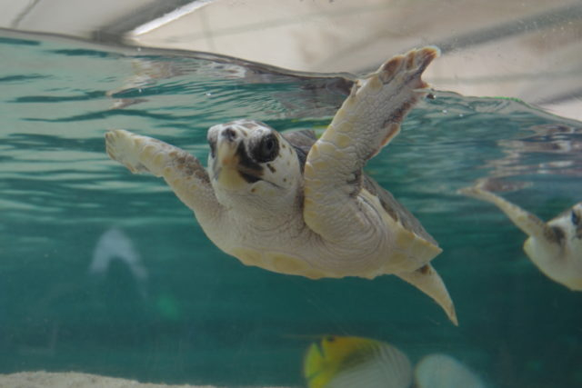 トロピカルアイランド