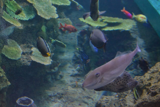 トロピカルアイランド