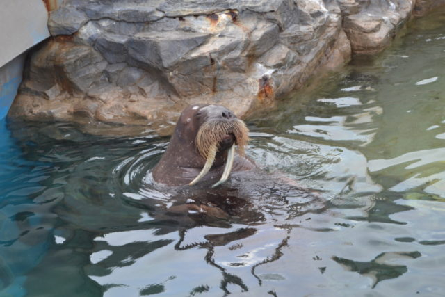 ロッキーワールド(Cゾーン)