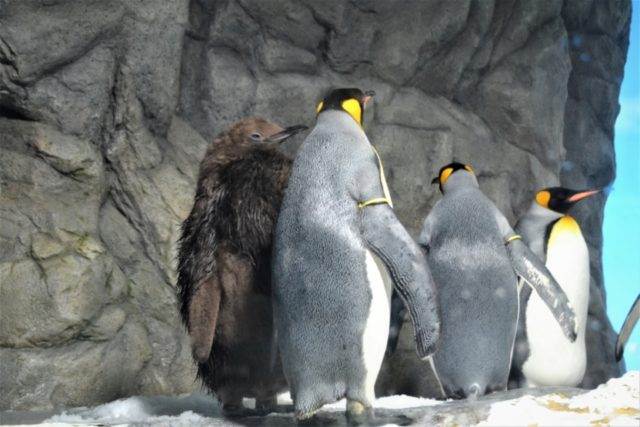 ポーラーアドベンチャー(Cゾーン)