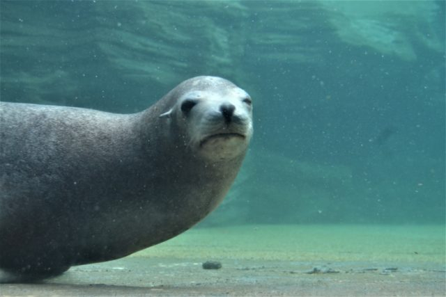 ポーラーアドベンチャー(Cゾーン)