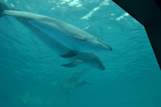 ポーラーアドベンチャー(Cゾーン)