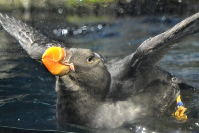 ポーラーアドベンチャー(Cゾーン)