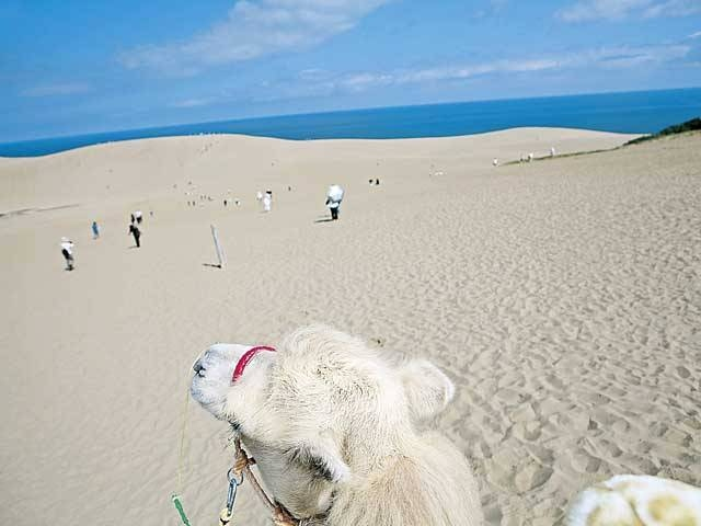 らくだライド体験