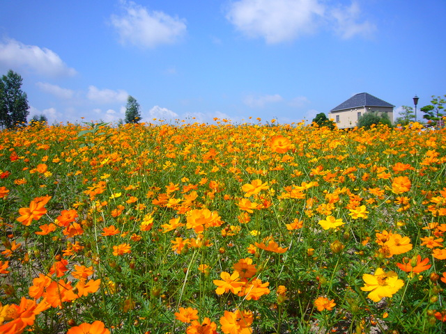 淡路ファームパーク イングランドの丘