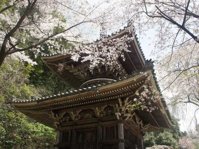 吉野山の桜