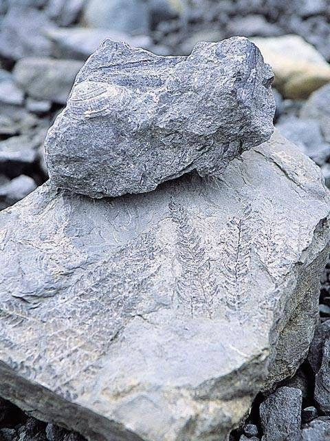 かつやま恐竜の森