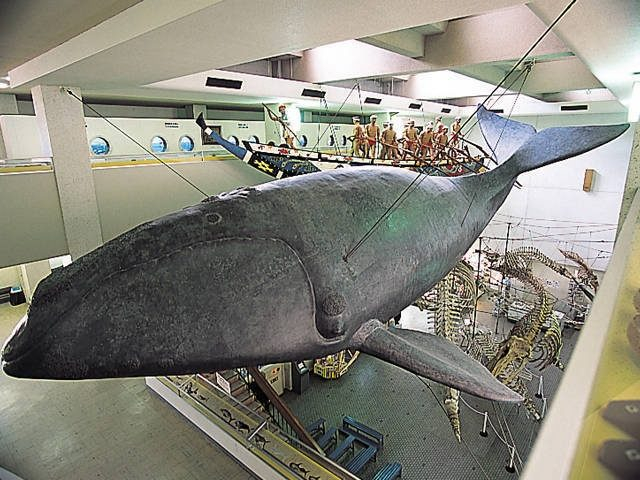 太地町立くじらの博物館