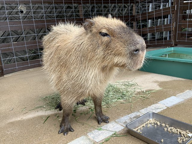 淡路ファームパーク イングランドの丘