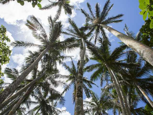 米原のヤエヤマヤシ群落