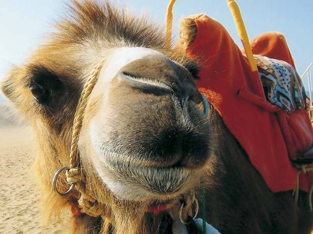 らくだライド体験