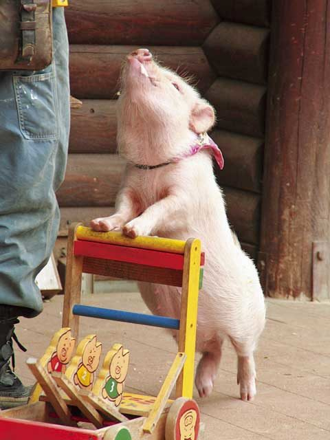 伊賀の里 モクモク手づくりファーム