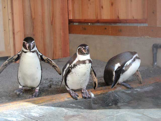 三重 穴場のおでかけスポット30選 コロナ禍でも安心して楽しめる まっぷるトラベルガイド 三重 穴場のおでかけスポット30選 コロナ禍でも安心して楽しめる まっぷるトラベルガイド