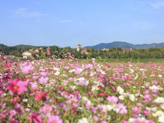 滋賀農業公園 ブルーメの丘