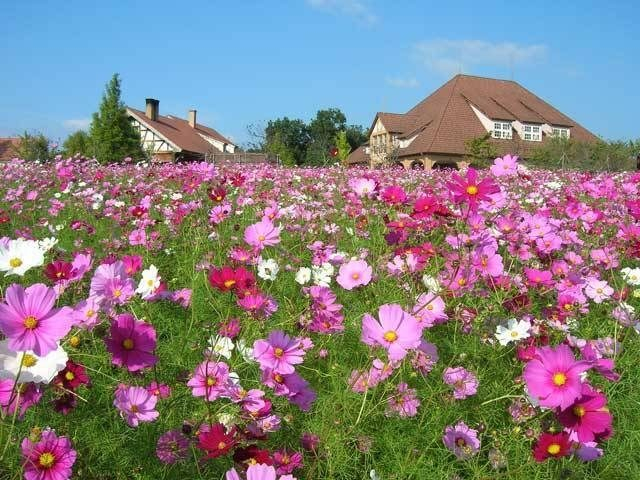 滋賀農業公園 ブルーメの丘