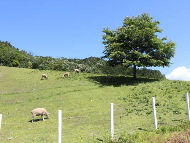 English Garden ローザンベリー多和田