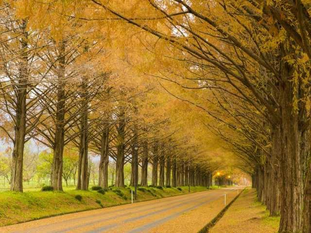 メタセコイア並木