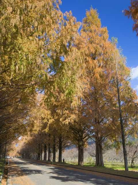 メタセコイア並木