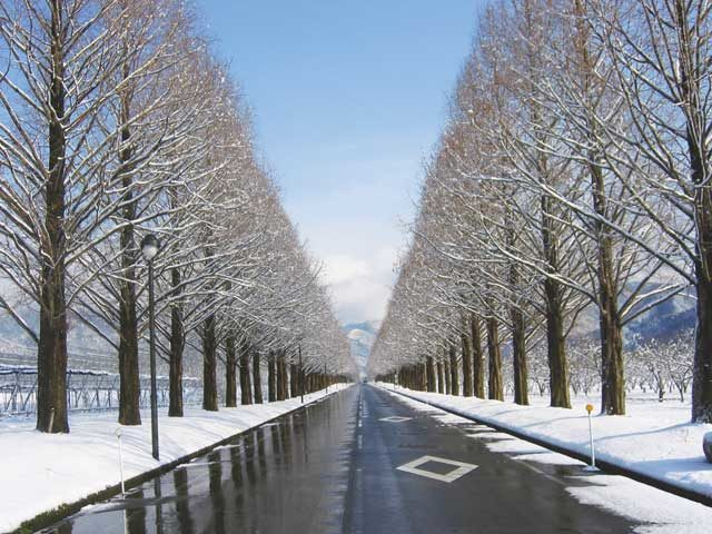 メタセコイア並木