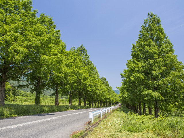 メタセコイア並木