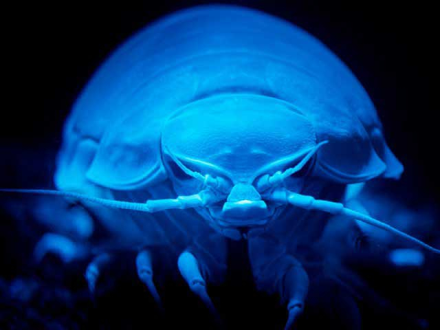 沼津港深海水族館 シーラカンス・ミュージアム