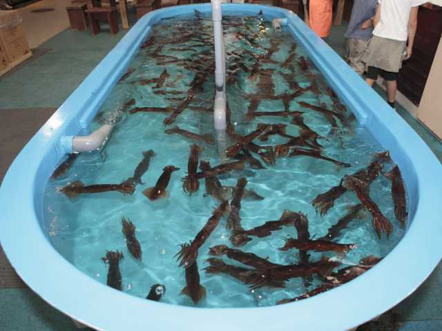 元祖活いか釣り堀