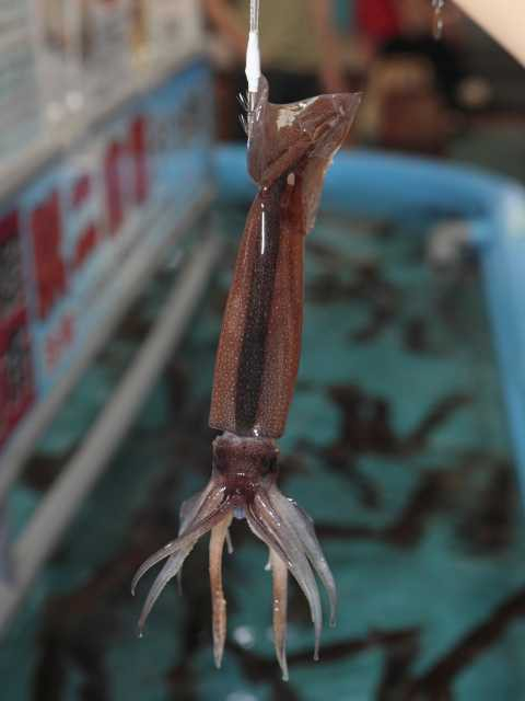 元祖活いか釣り堀