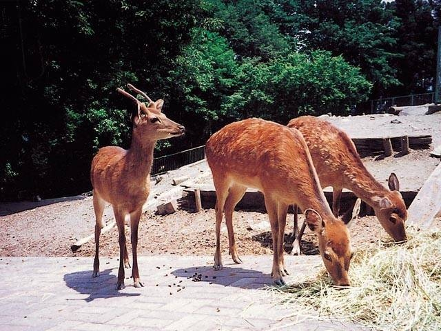 宝登山ロープウェイ