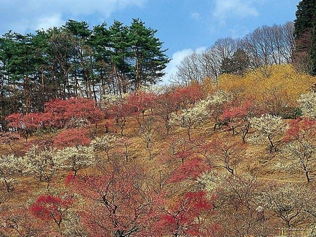 宝登山ロープウェイ