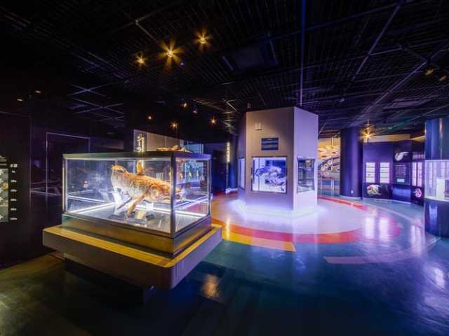 沼津港深海水族館 シーラカンス・ミュージアム