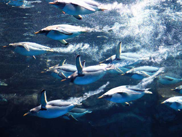 下関市立しものせき水族館「海響館」