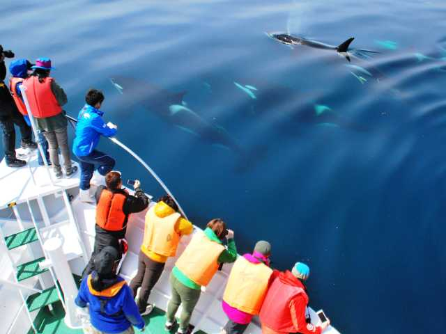 知床ネイチャークルーズ