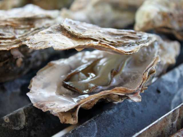 【志摩エリアからひと足のばして観光】主人が育てた的矢(まとや)湾産カキを存分に味わう「浜焼市場 海太郎」