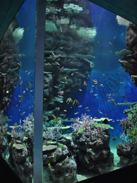 島根県立しまね海洋館アクアス