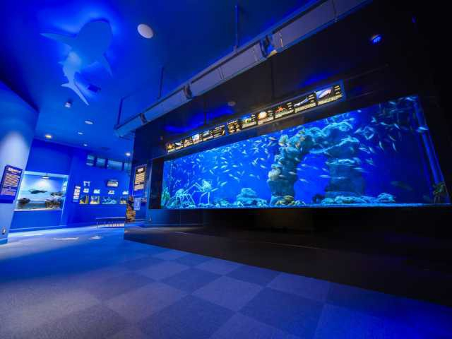 沼津港深海水族館 シーラカンス・ミュージアム