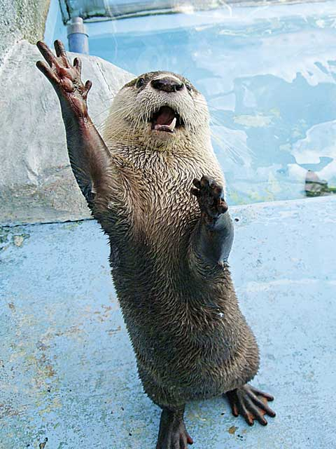 【志摩エリアからひと足のばして観光】距離感0(ゼロ)センチ、超ふれあい水族館「伊勢シーパラダイス」