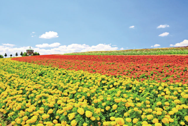 フラワーランドかみふらの
