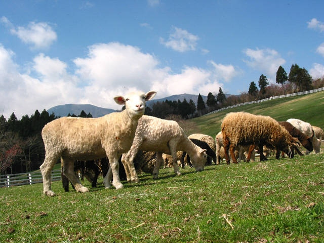 【山中湖からひと足のばして観光】まかいの牧場