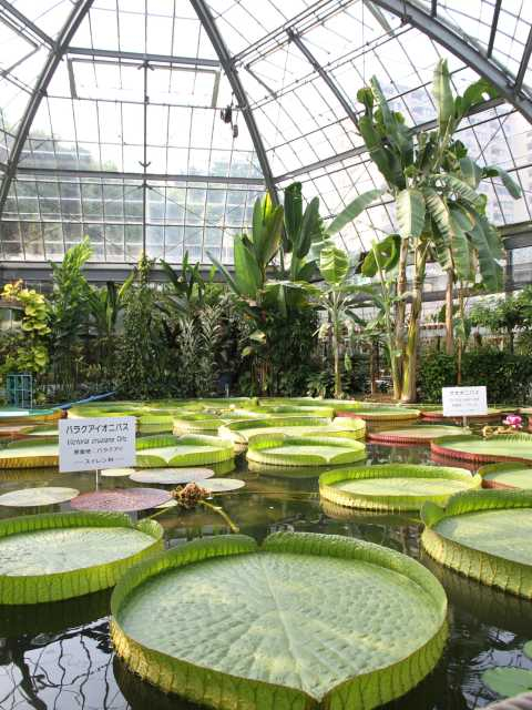 熱川バナナワニ園