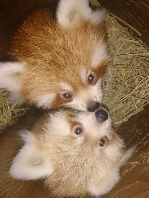 熱川バナナワニ園