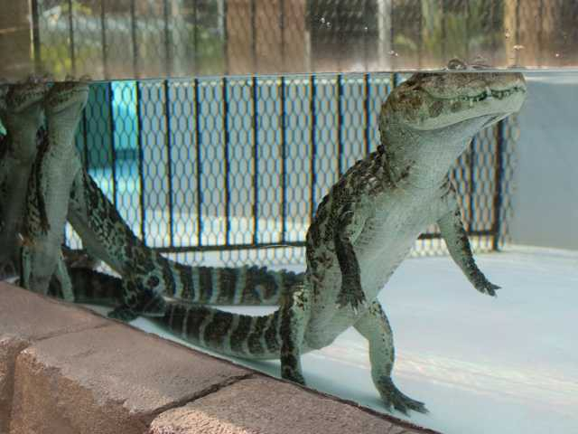 熱川バナナワニ園