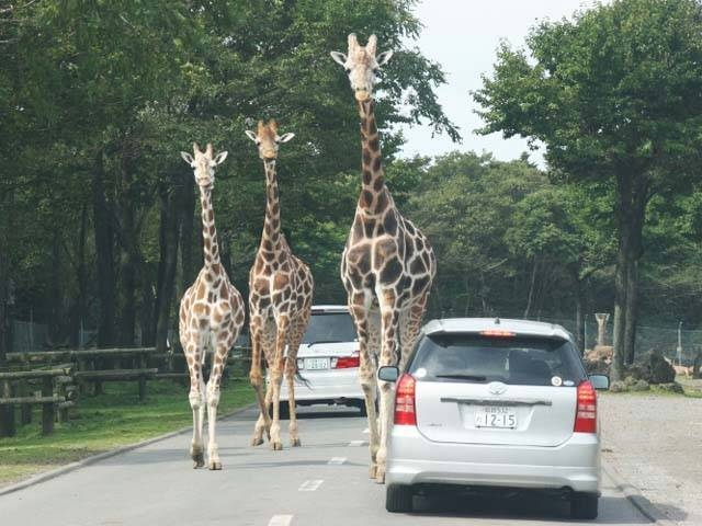 【山中湖からひと足のばして観光】富士サファリパーク