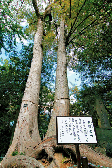 【妻沼聖天山の必見ポイント】夫婦の木