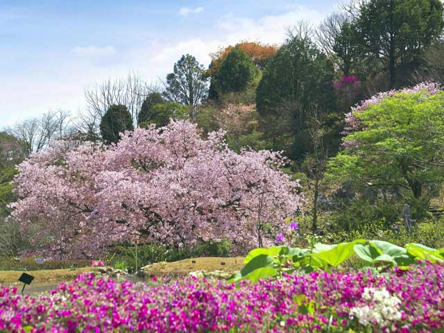 高知県立牧野植物園