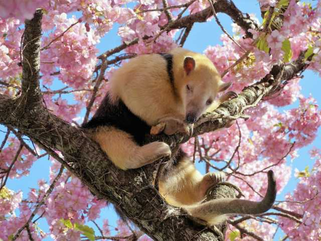 伊豆アニマルキングダム