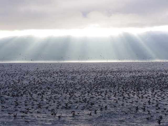 知床ネイチャークルーズ