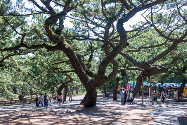 【1位】三保松原
