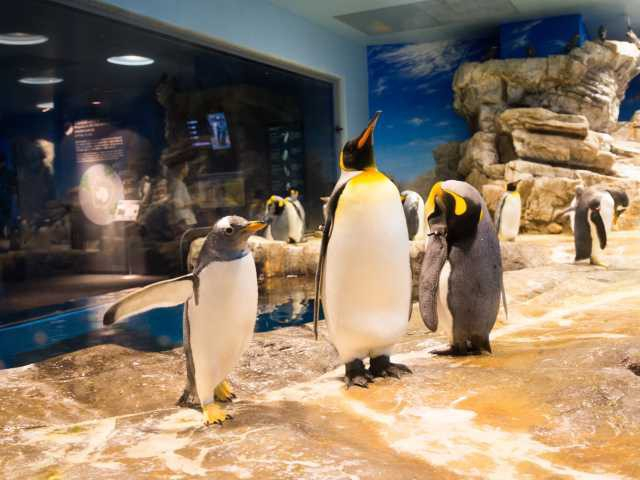 下関市立しものせき水族館「海響館」